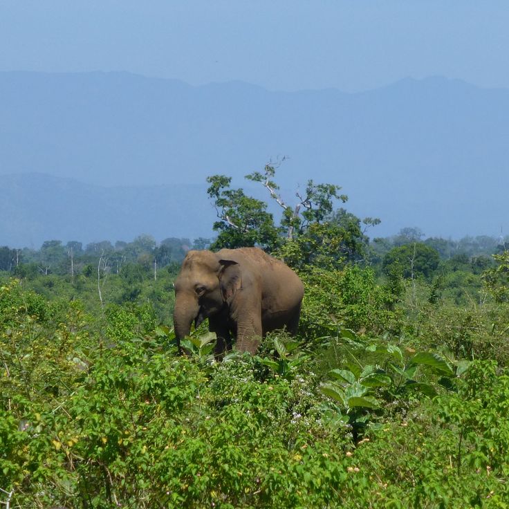 Parc national d'Udawalawe