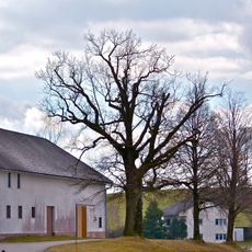 Hiblereiche in Mitterdörfl