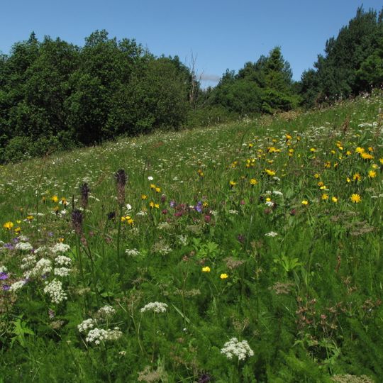 Bergwiesen bei St. Andreasberg