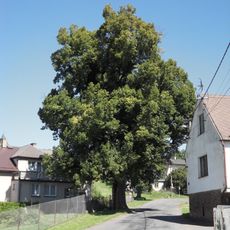 Lípa u Boučků