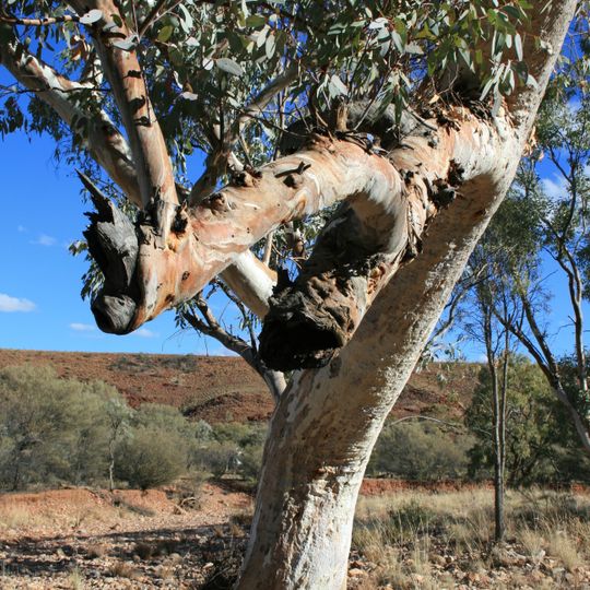 Sturt Stony Desert