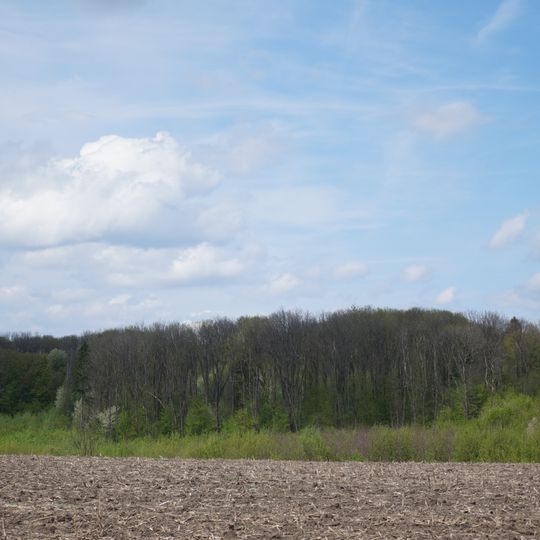 Yevelina Forestry Preserve