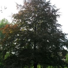 Buk lesní červenolistý