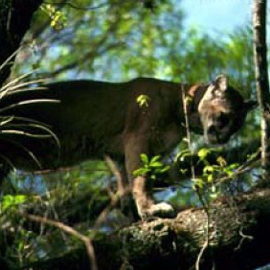 Refúgio Nacional de Vida Silvestre Florida Panther