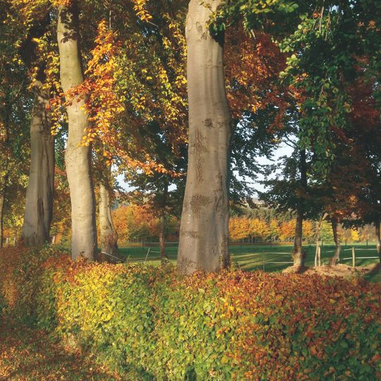 Heckenlandschaft südlich Kesternich