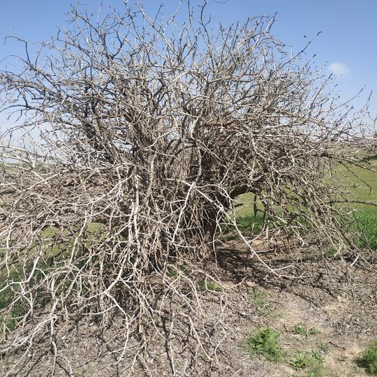 Badhyz State Nature Reserve