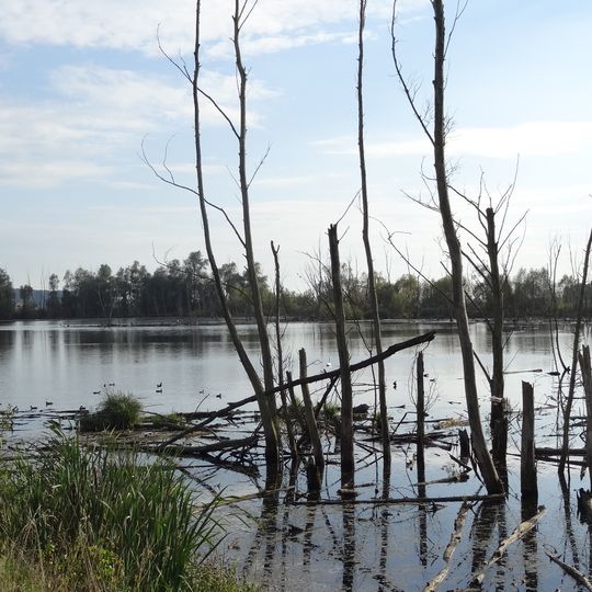 Mairied von Rodheim und Gänsweid von Steinheim