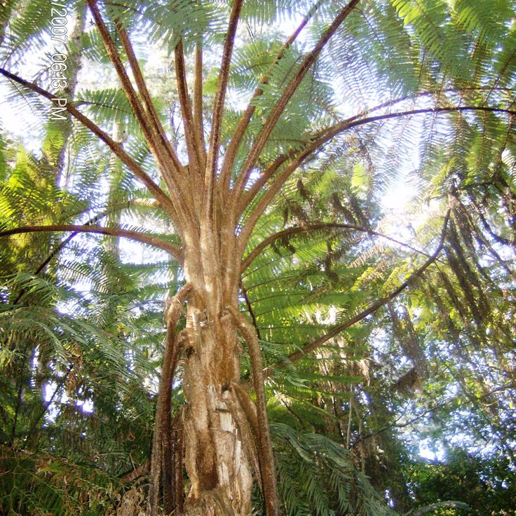 Cusuco National Park
