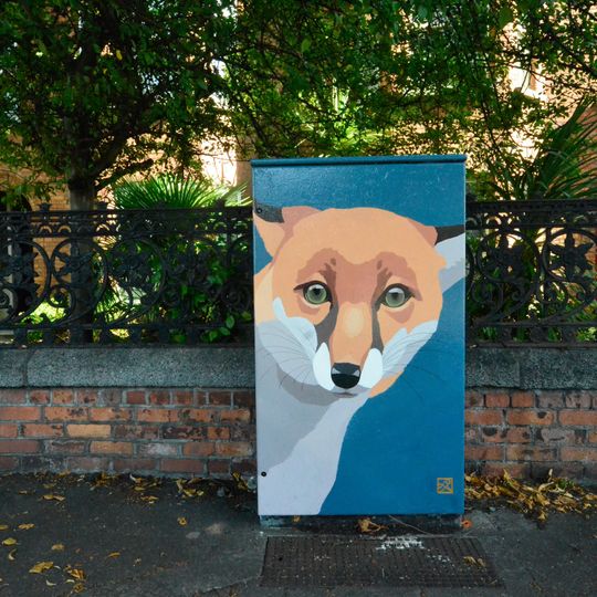 Fox on a Box