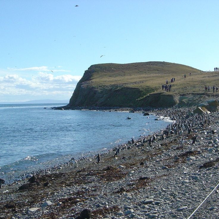 Isla Magdalena Penguin Colony