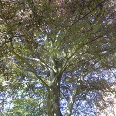 Natural monument Blutbuche im Garten der Henriettenstiftung