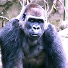 Zoológico de Cincinnati