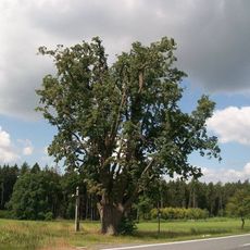 Kříž pod lipou u Hodušína