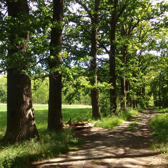 Dubové stromořadí II