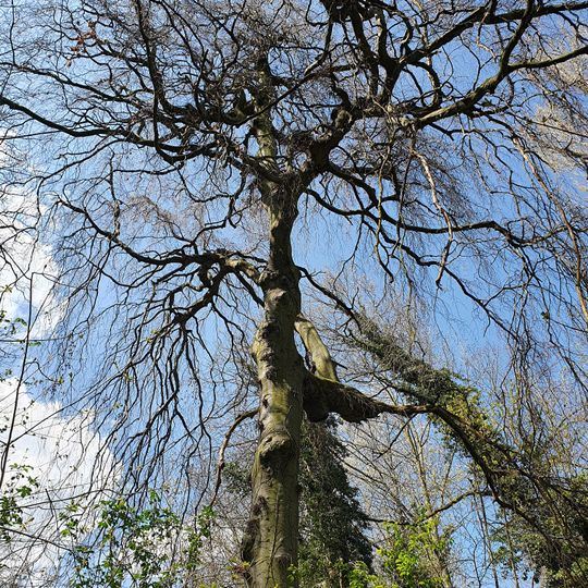 Trauerbuche Hollsteitz