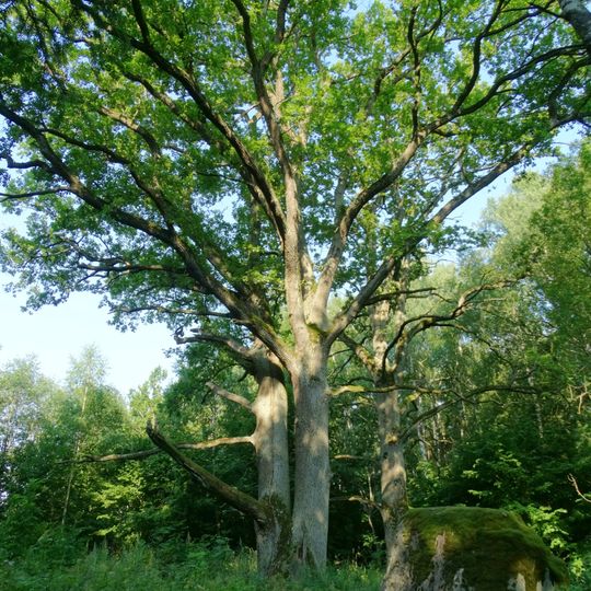 Beržynės ąžuolas