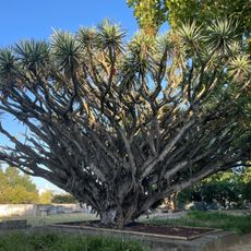 Árvore isolada em Quinta do Conde D`Arcos