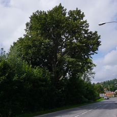 Lípa v Kokoníně