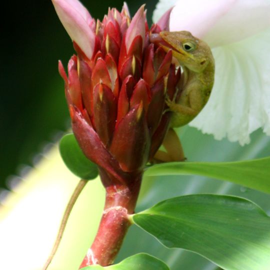 Jardín botánico de Dominica