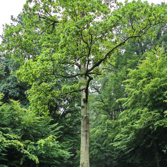 Prinz-Friedrich-Eiche