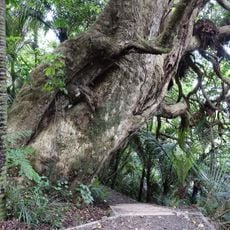 Okura Bush Scenic Reserve