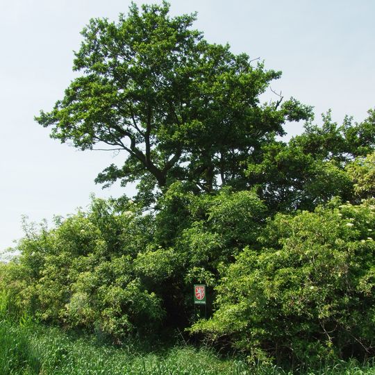 Olše lepkavá v Sobíně