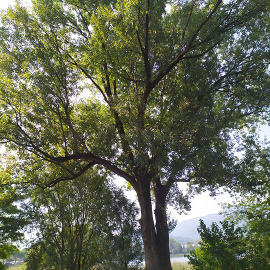 Veteran trees in Calolziocorte