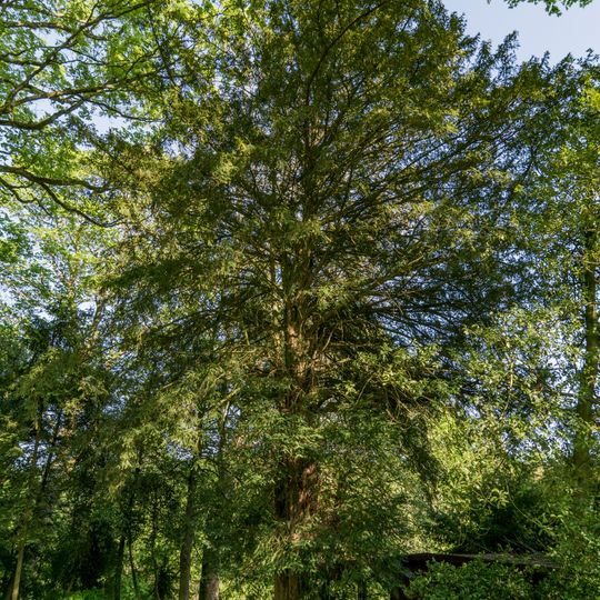 Eibe im Schlosspark Schönberg