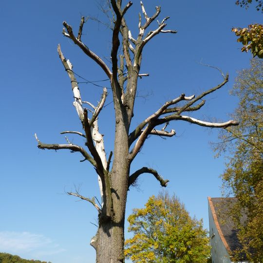 Jilm habrolistý u kaple hradu Veveří
