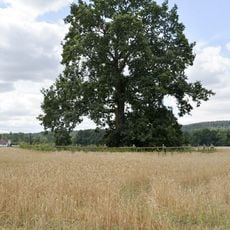 Havlíček´s oak in Žďár