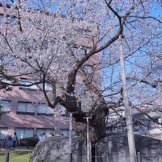 Rock-Breaking Cherry Tree
