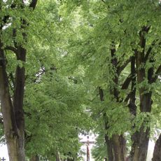 Lipová alej kolem příjezdové komunikace a na hřbitově v Nové Říši