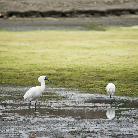 Zugvogelschutzgebiete entlang der Küste des Gelben Meeres – Golf von Bohai