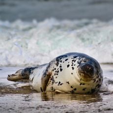 Helgoland mit Helgoländer Felssockel