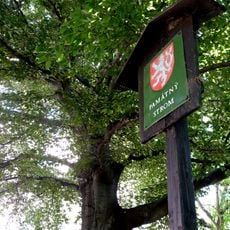 Famous tree in Beroun