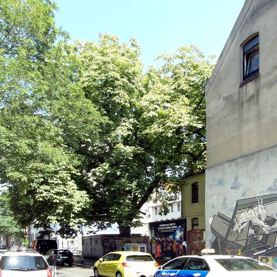 Natural monument Aesculus hippocastanum Limmerstraße