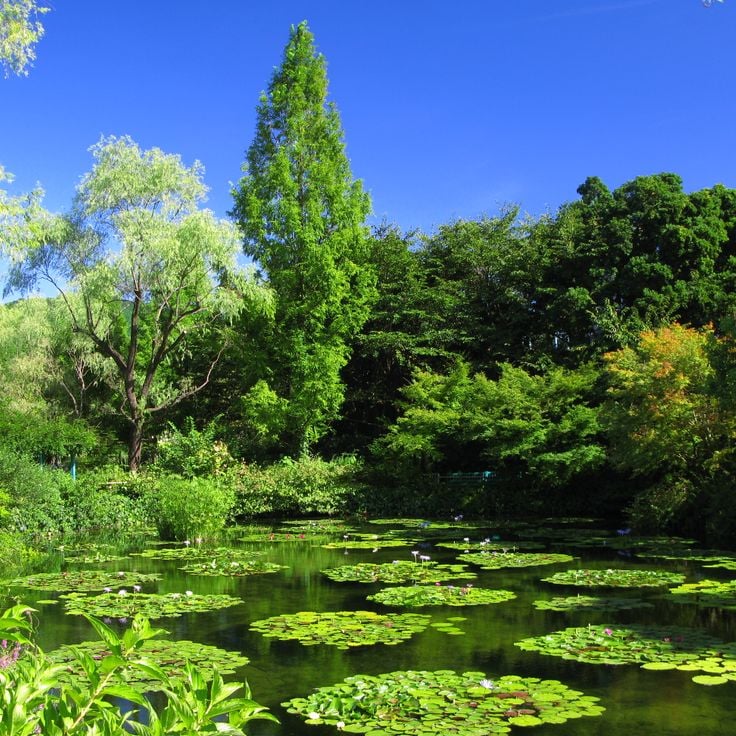 Monets hage Marmottan