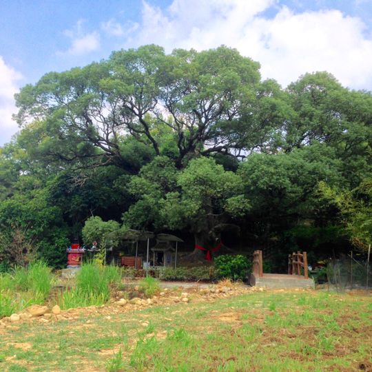 Yangmei Camphor Tree Bogong