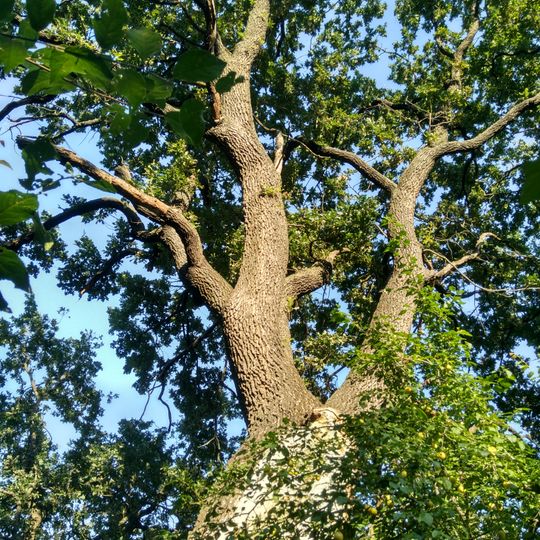 Дуб черешчатий