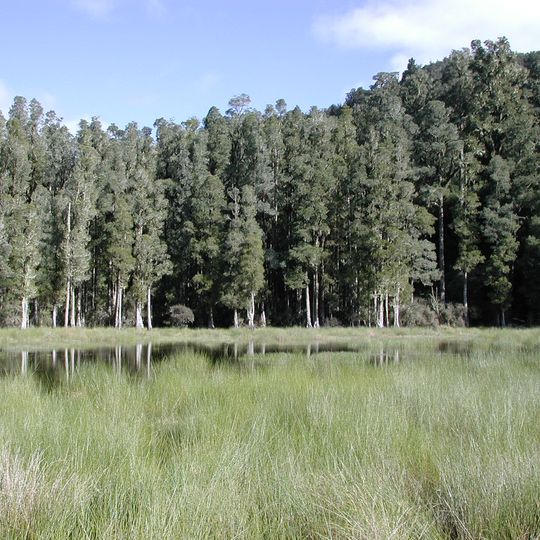 Whirinaki Te Pua-a-Tāne Conservation Park