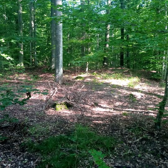 Grabhügelgruppe Heckfeld