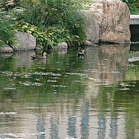 オーキッドコート