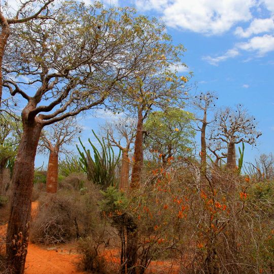 Madagascar spiny thickets