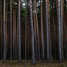 Соснові насадження