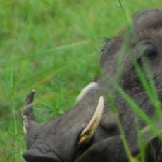 Nationalpark Gorongosa