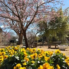 城山公園孔雀園