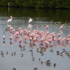 Refuge faunique national J. N. "Ding" Darling