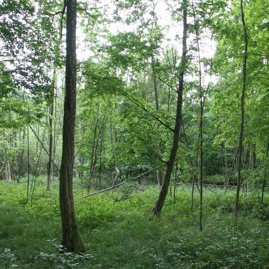 Bruchwald Burgstall Sanderer