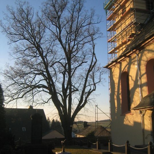 Sommerlinde in Haintchen