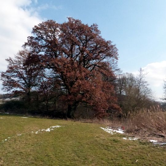 1 Stieleiche an der Jagst